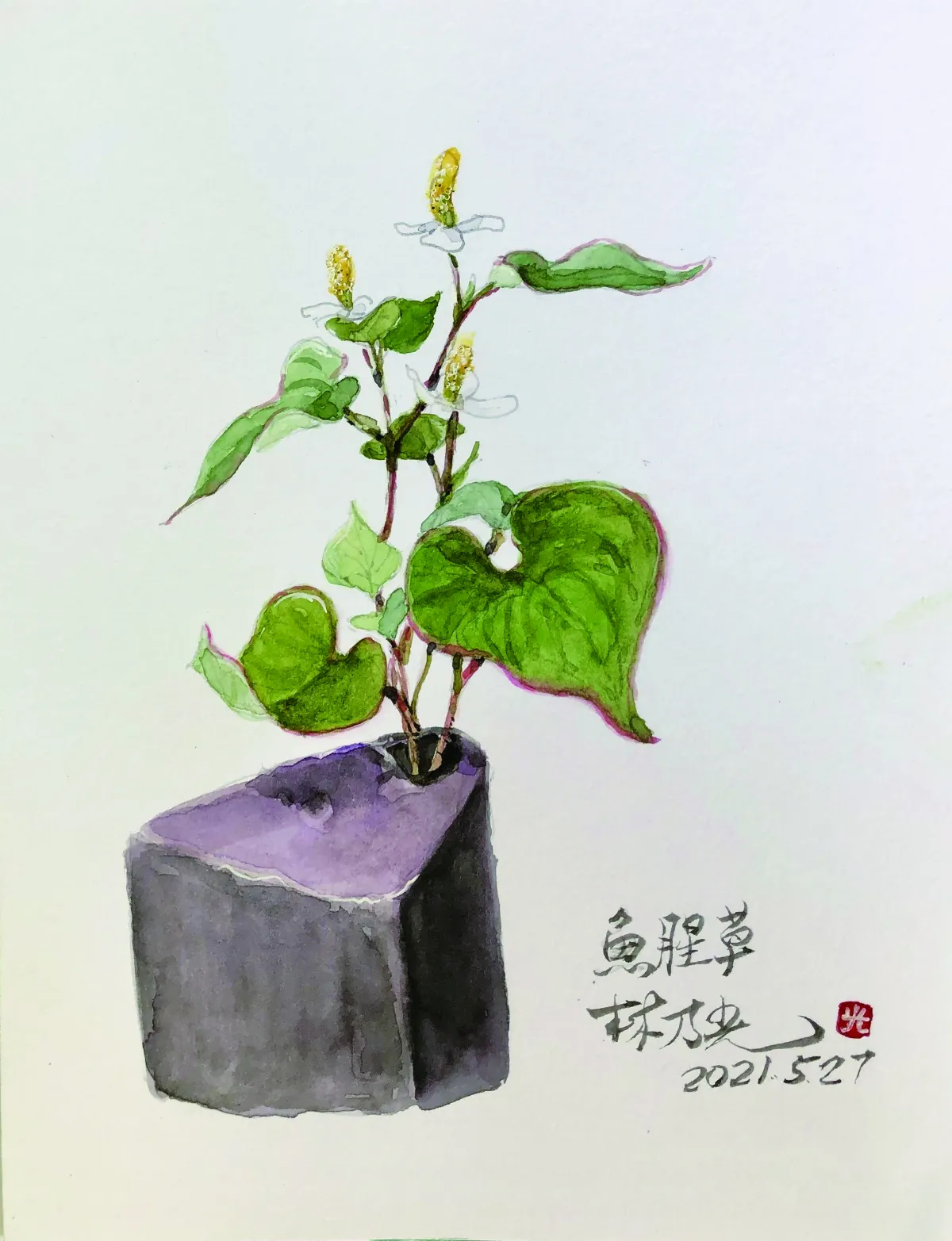 浮世畫框　魚腥草