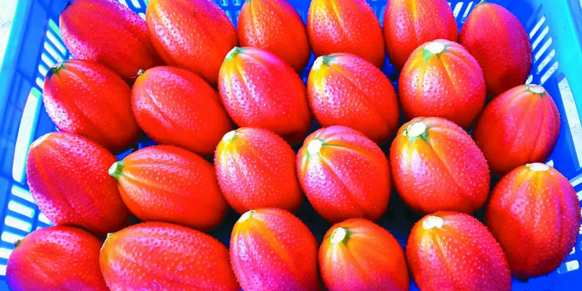 台東新品種木虌果 富含茄紅素