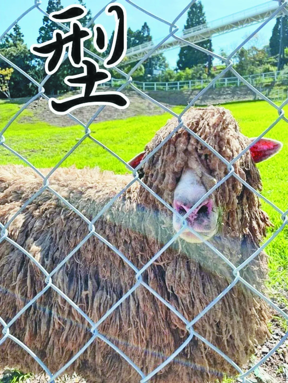 微解封旅遊 郊區人氣高 旅宿電話響了