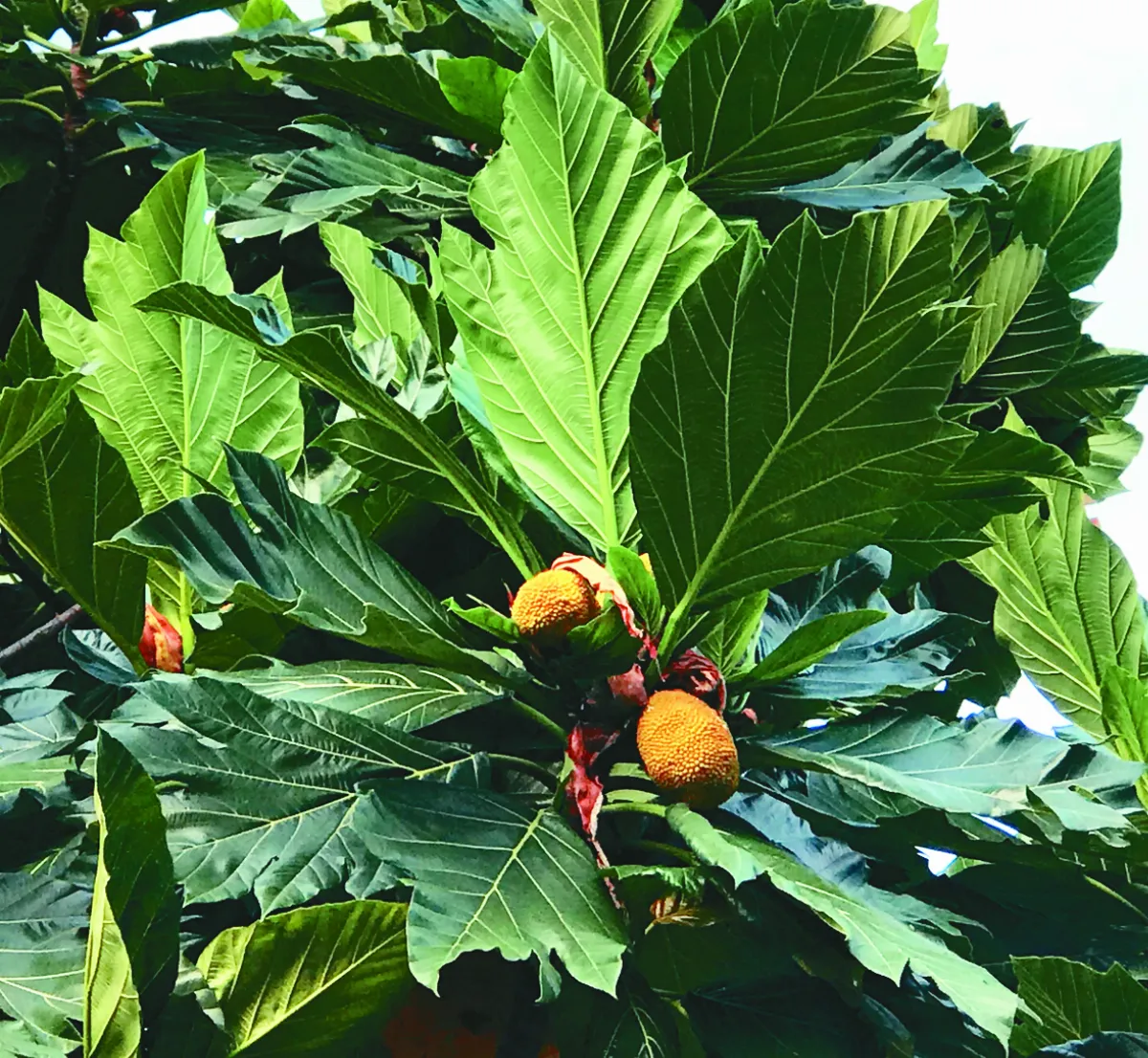 島嶼拼圖 救荒明日之星—麵包果（上）