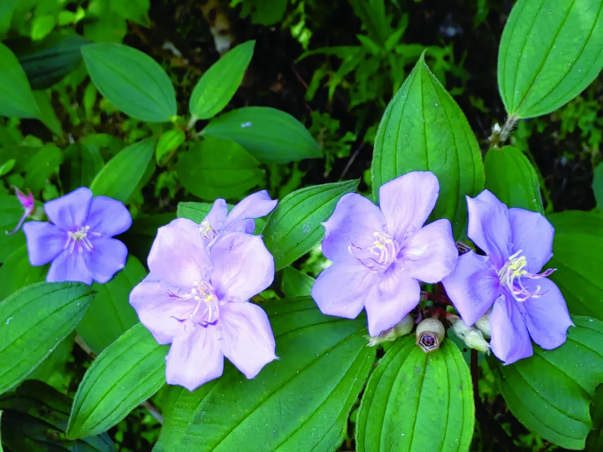 山村生活  草間傾聽泰戈爾