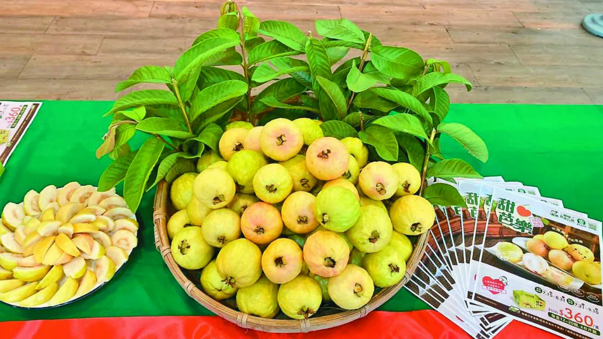 甜心芭樂吃軟不吃硬 長輩最愛