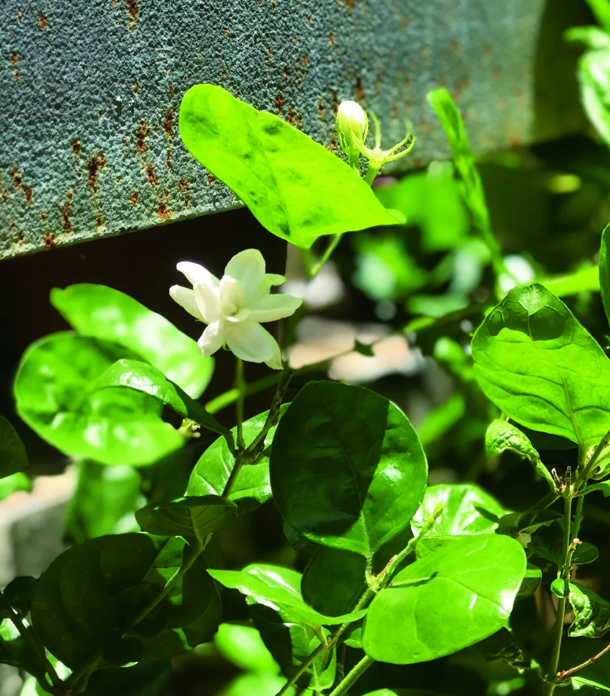 花就是禪　關於香花的事　