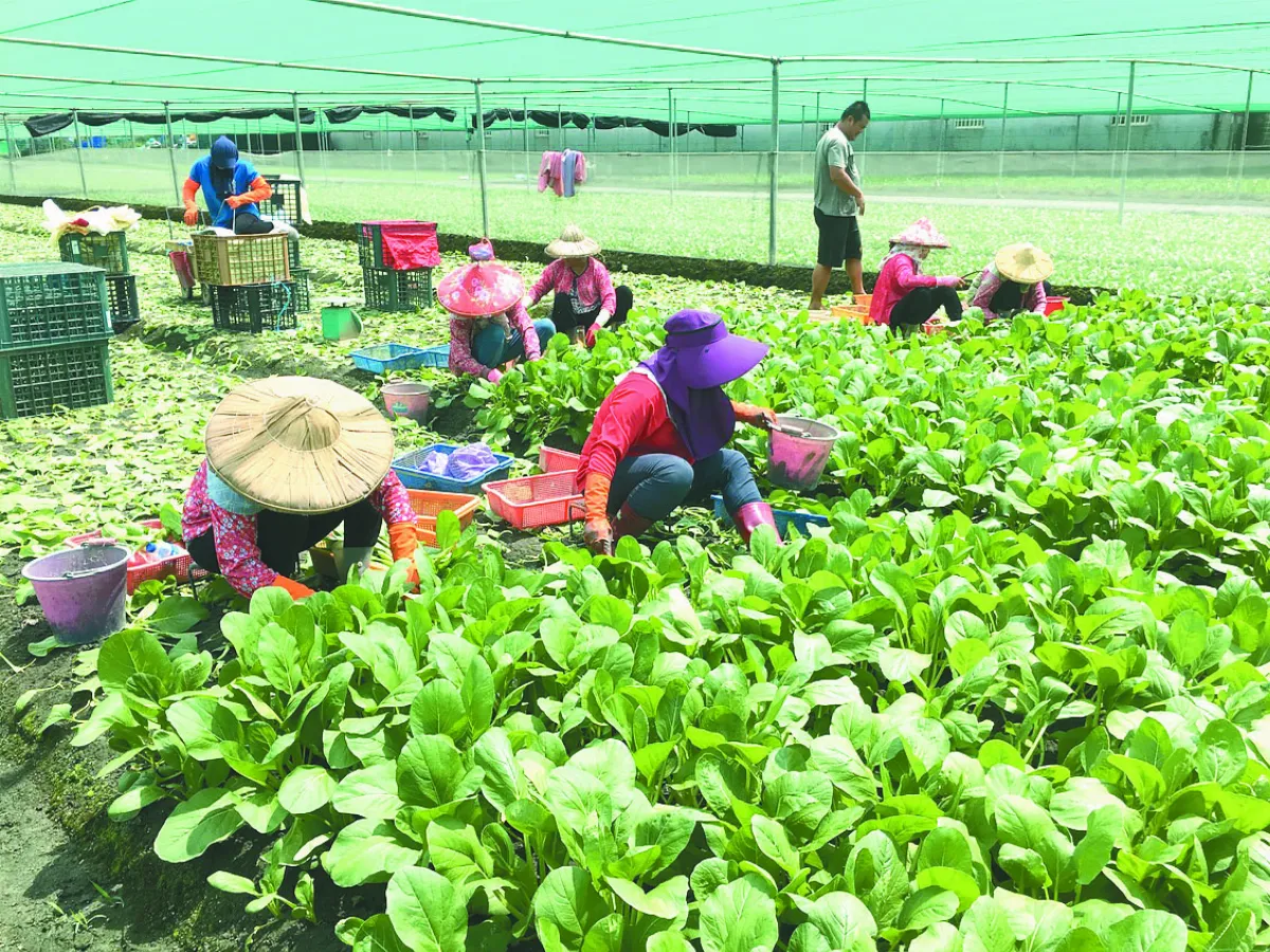 育苗土進口卡關  國際缺貨櫃 恐釀冬季蔬菜危機