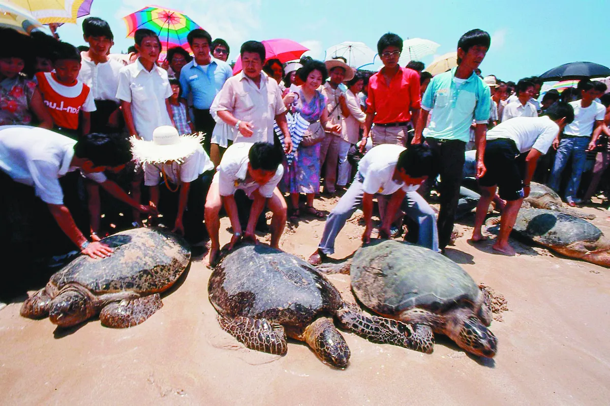 綠蠵龜 清除海草減少疫病