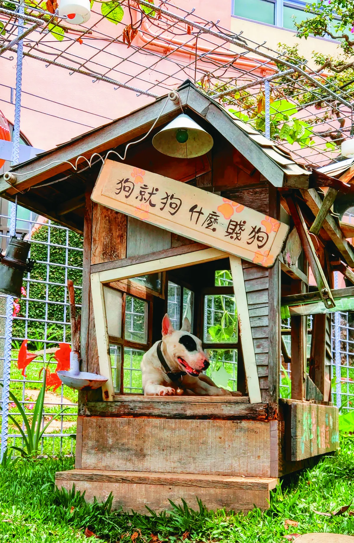 生活快門  家有賤狗