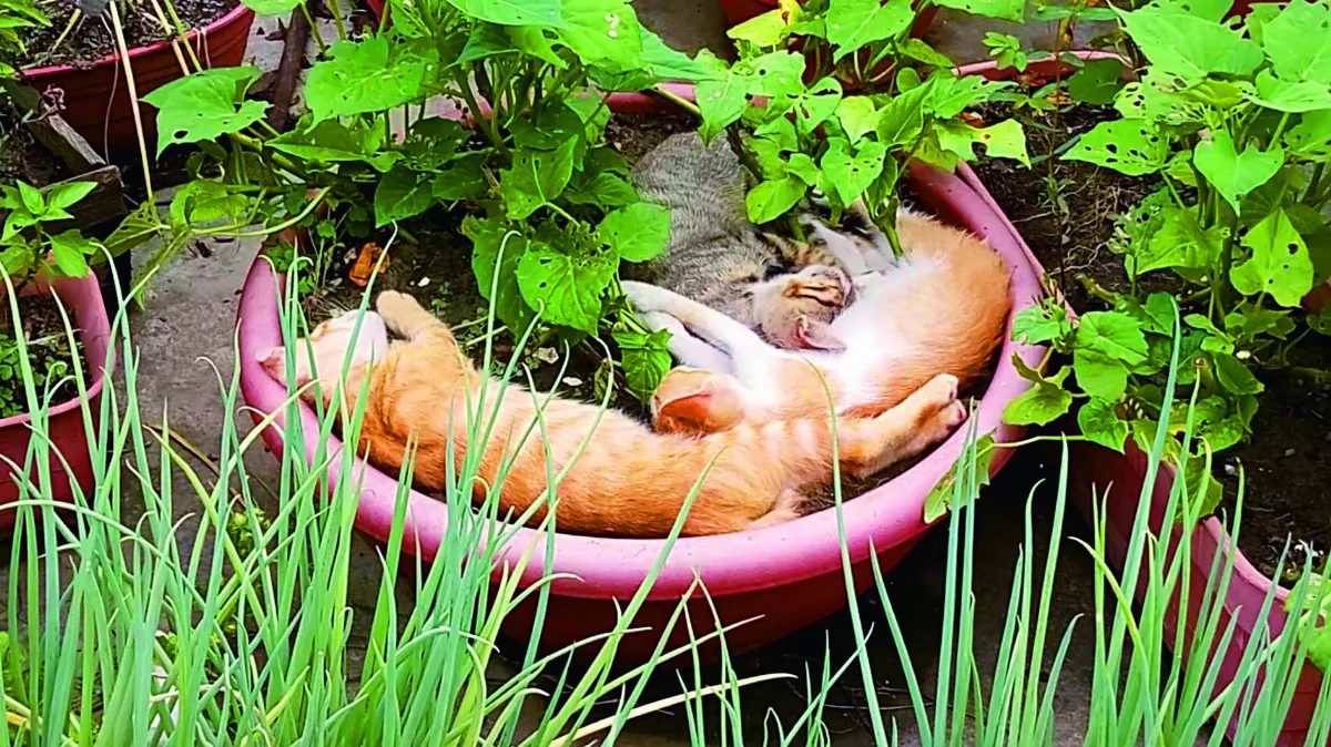 生活快門 夏日美夢