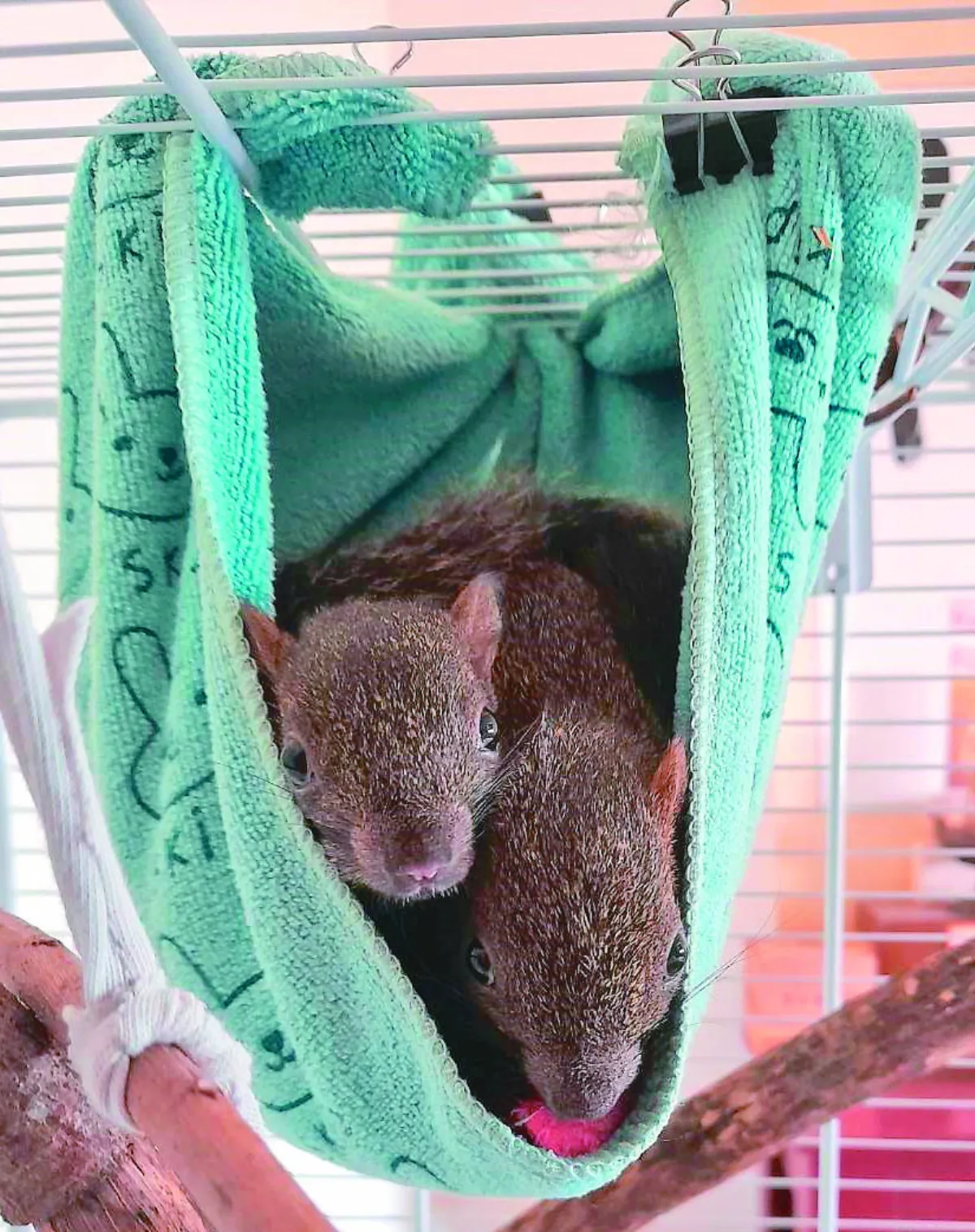 兩隻小松鼠 來了又去