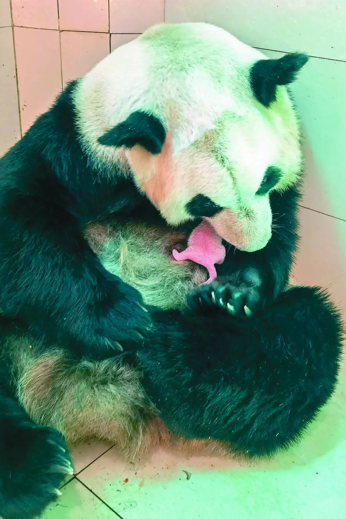 貓熊保護中心  喜迎2對雙胞胎