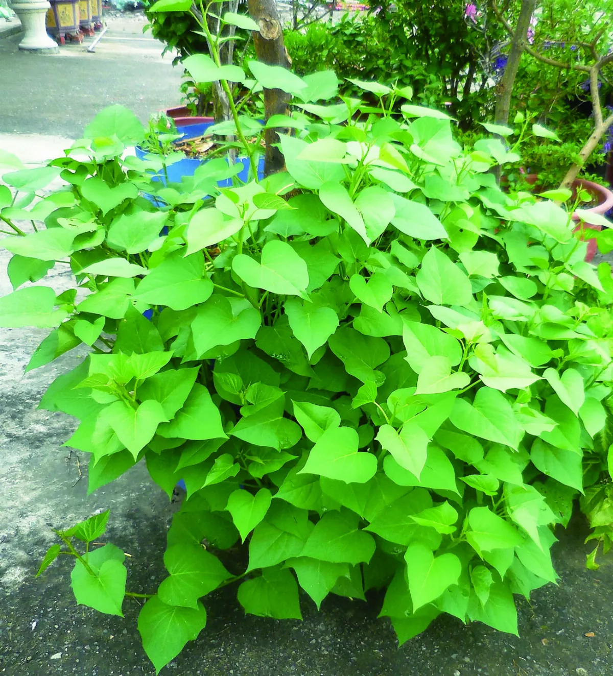 蔬果栽 快樂蔬菜地瓜葉
