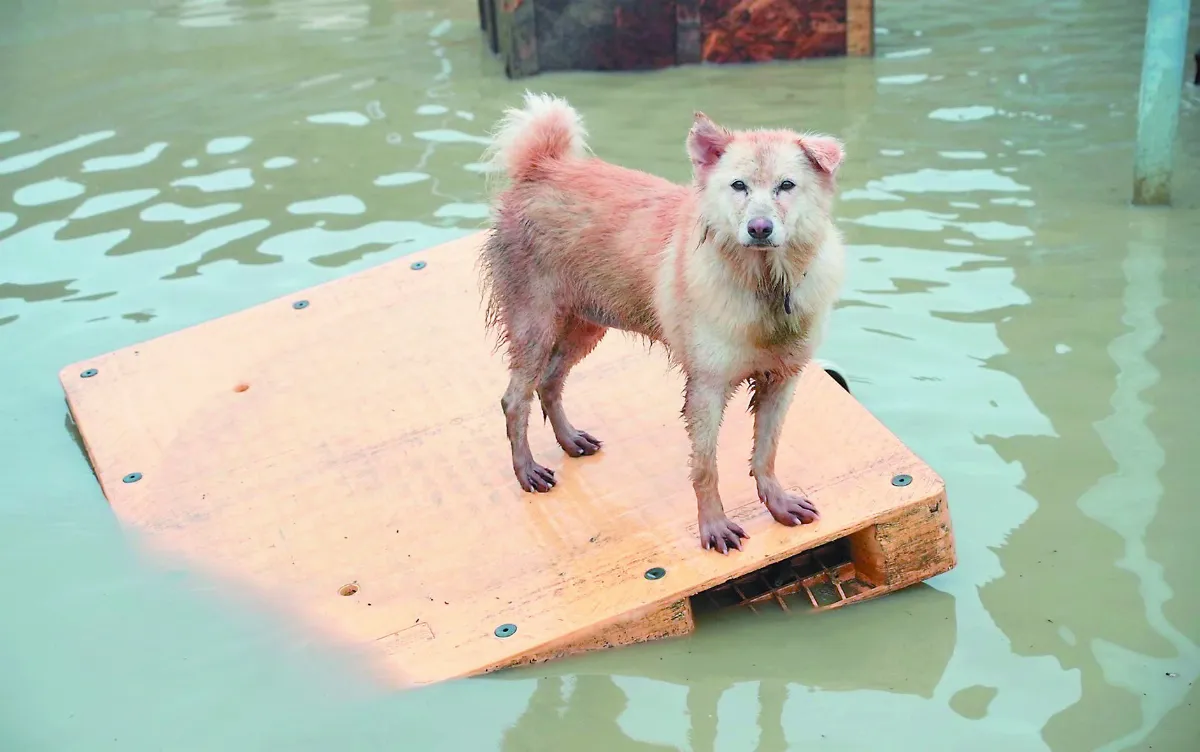 南台灣連日雨彈  狗園也遭殃