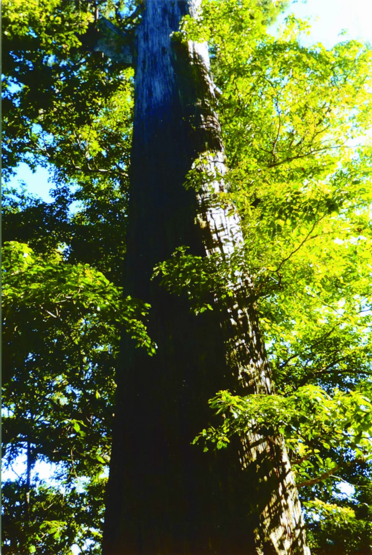 海闊天空 遊觀霧 不只是觀霧