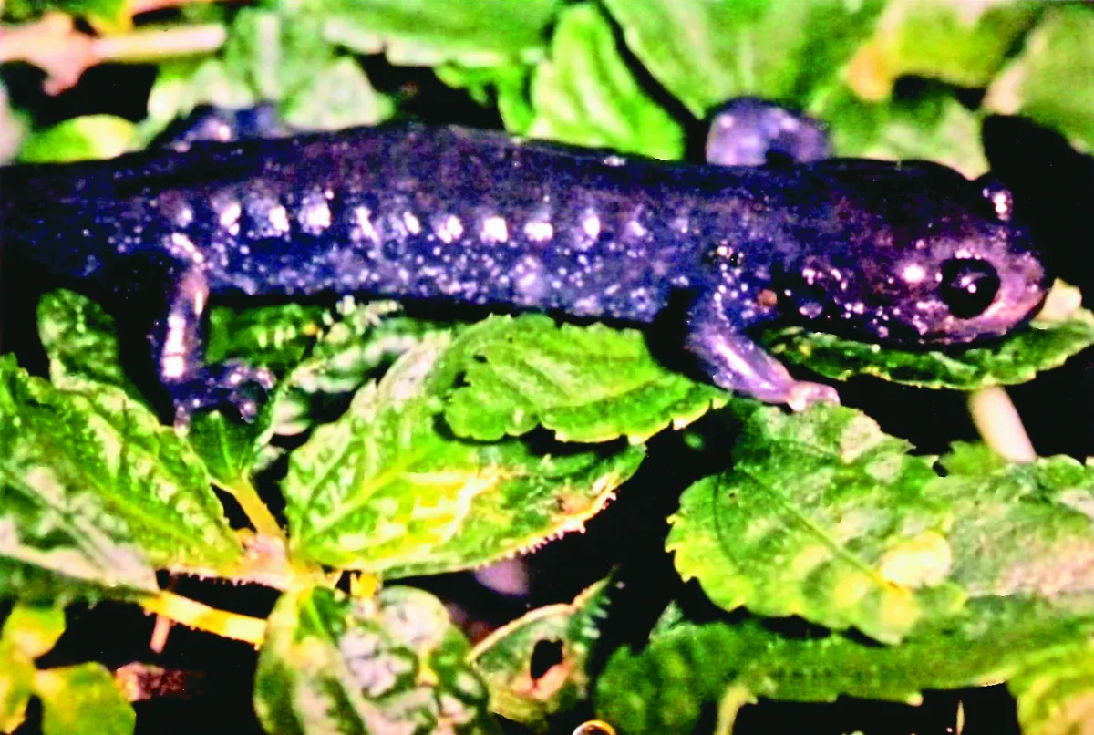 海闊天空 遊觀霧 不只是觀霧