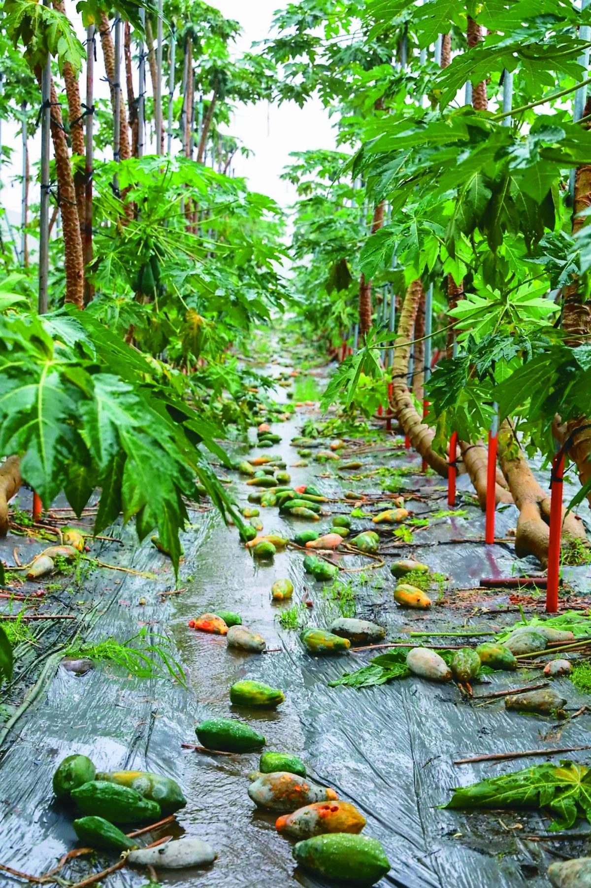 農損近1.7億元 雲嘉南高屏農損 不分類全面補助