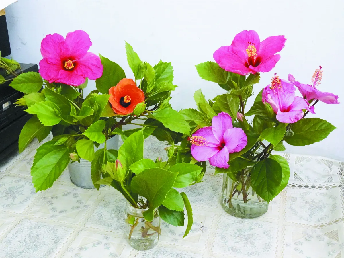 生活快門 花亦有情