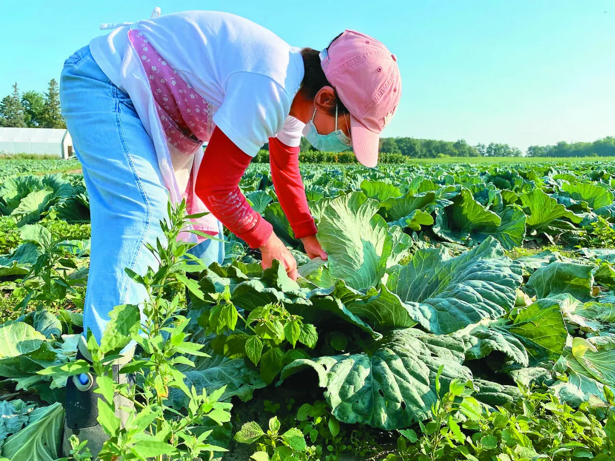 加國移民三代  種出台灣高麗菜