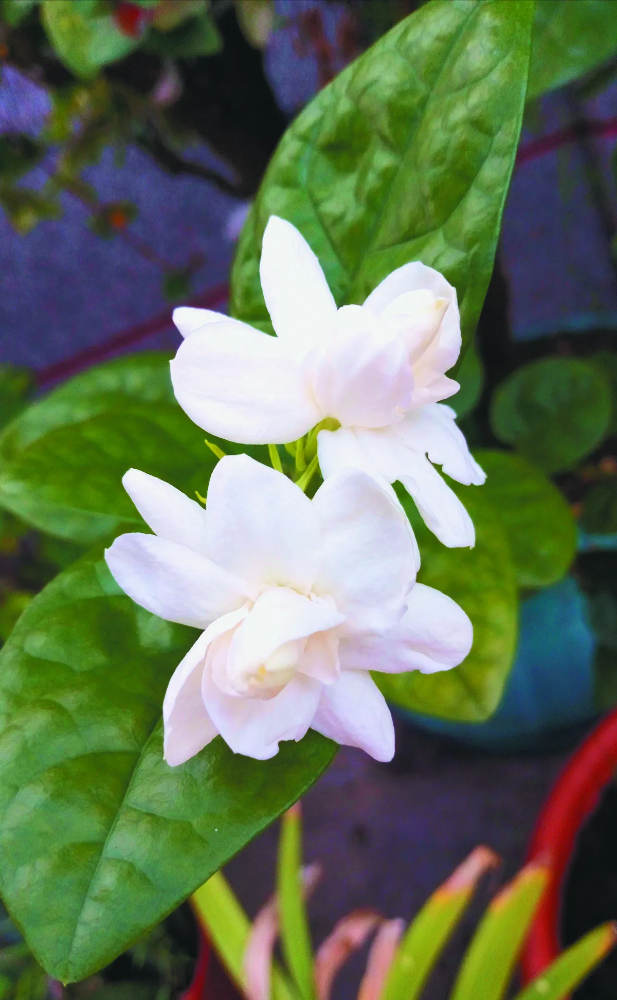 生命畫語 天下第一香