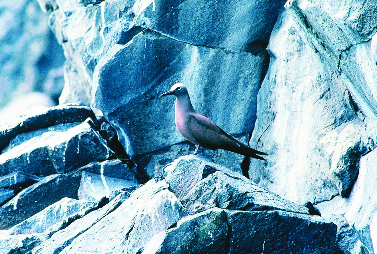 澎湖貓嶼／賞燕鷗