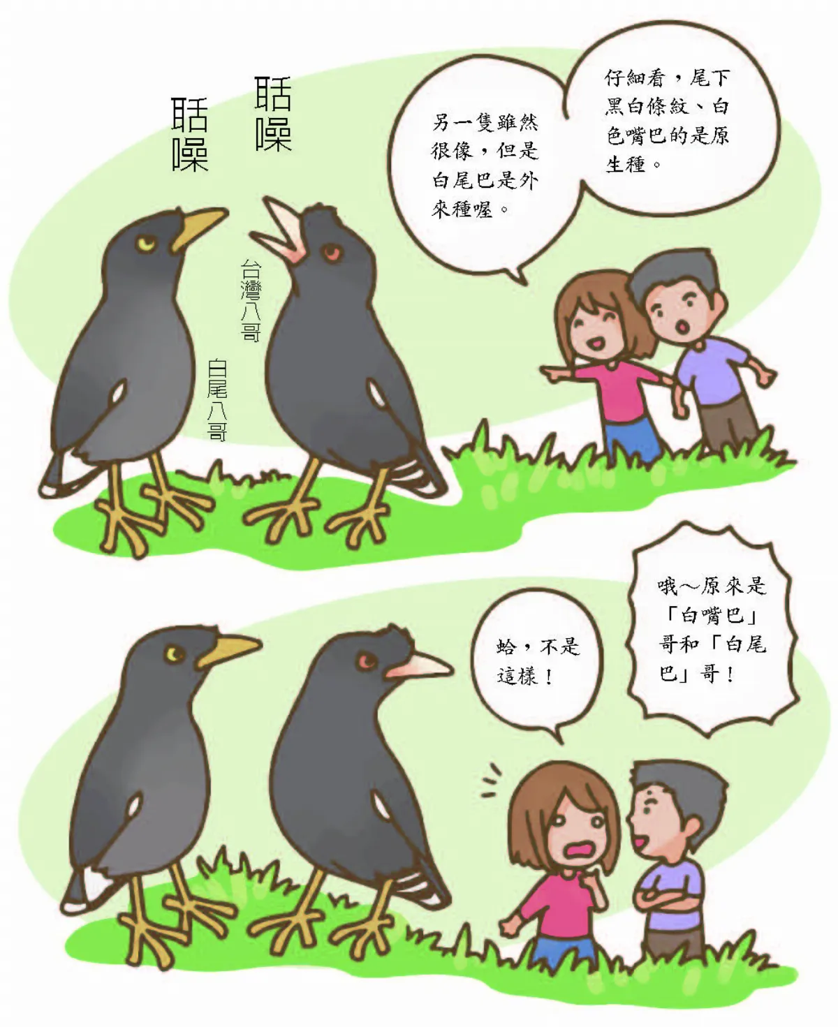 玉子手札 白尾八哥 都市叢林小恐龍