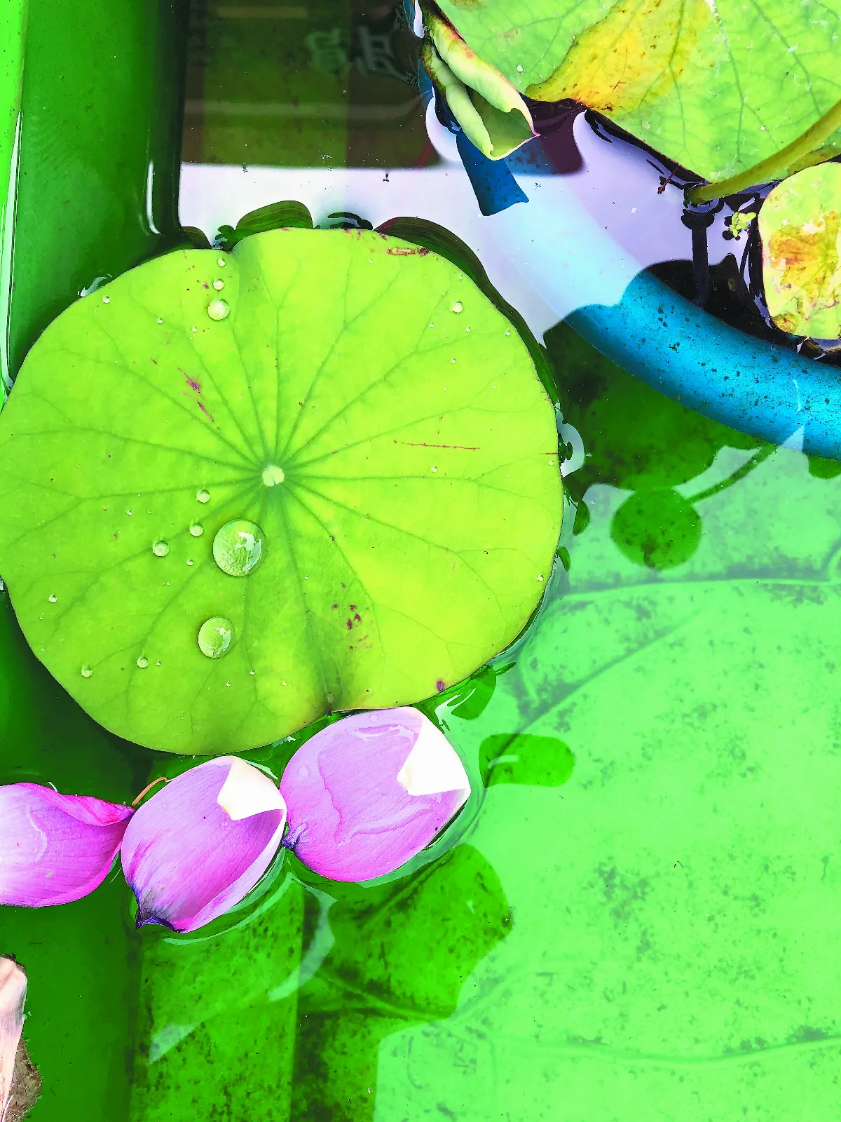 雲居晨悟 處處皆是機緣