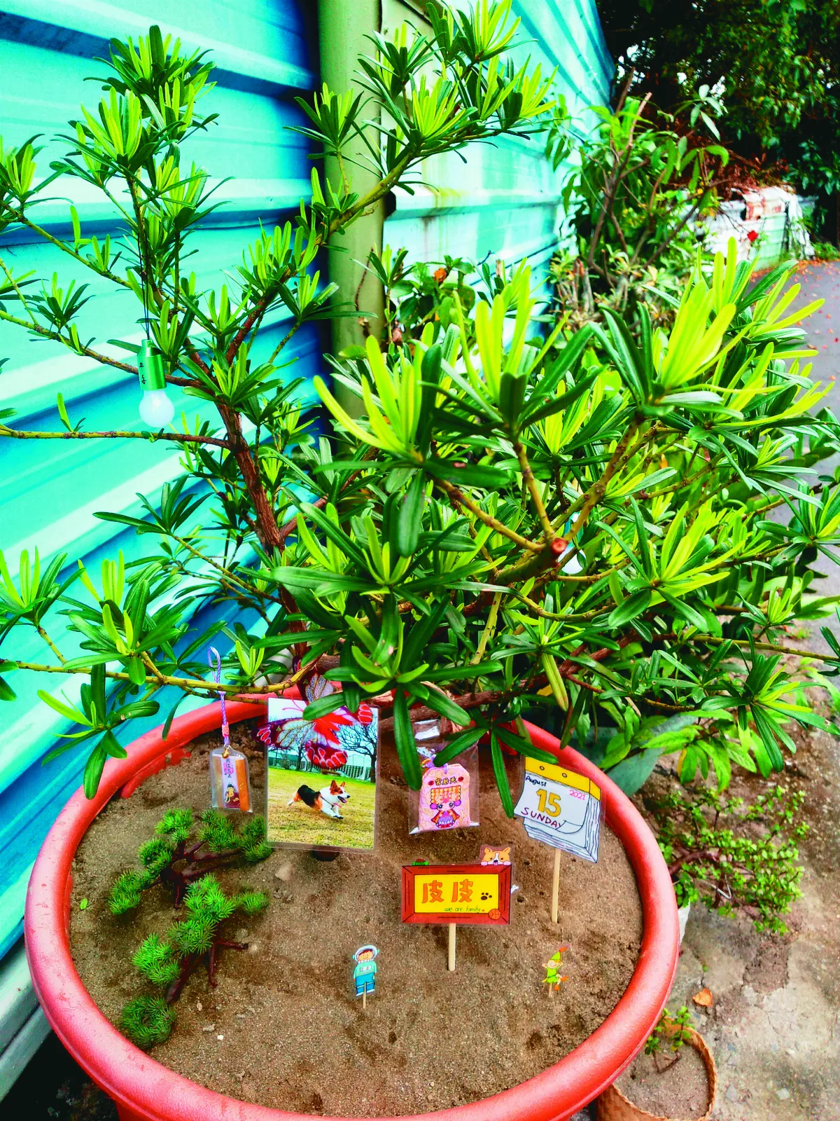 生命畫語 有福報的皮皮