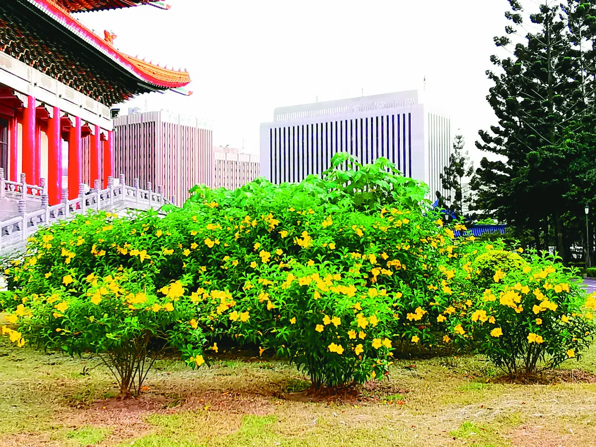 軟枝黃蟬