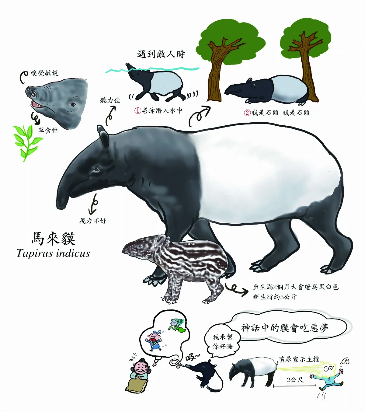 馬來貘 吃素不吃夢 神奇偽裝術