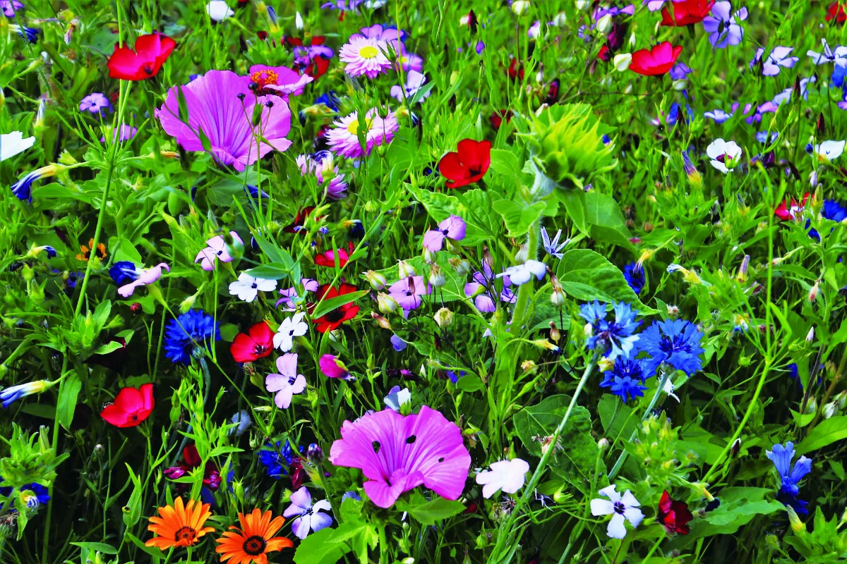 花就是禪 經過繁花盛開