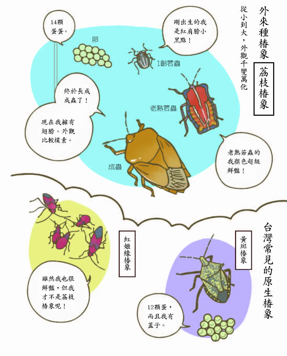 玉子手札 荔枝椿象森羅萬象