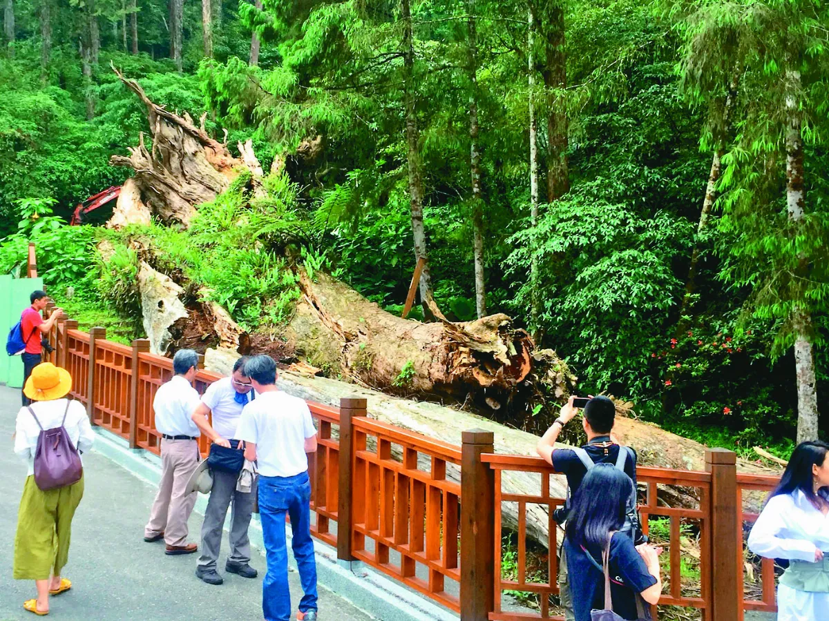 生生不息 倒塌5周年  溪頭神木見新苗