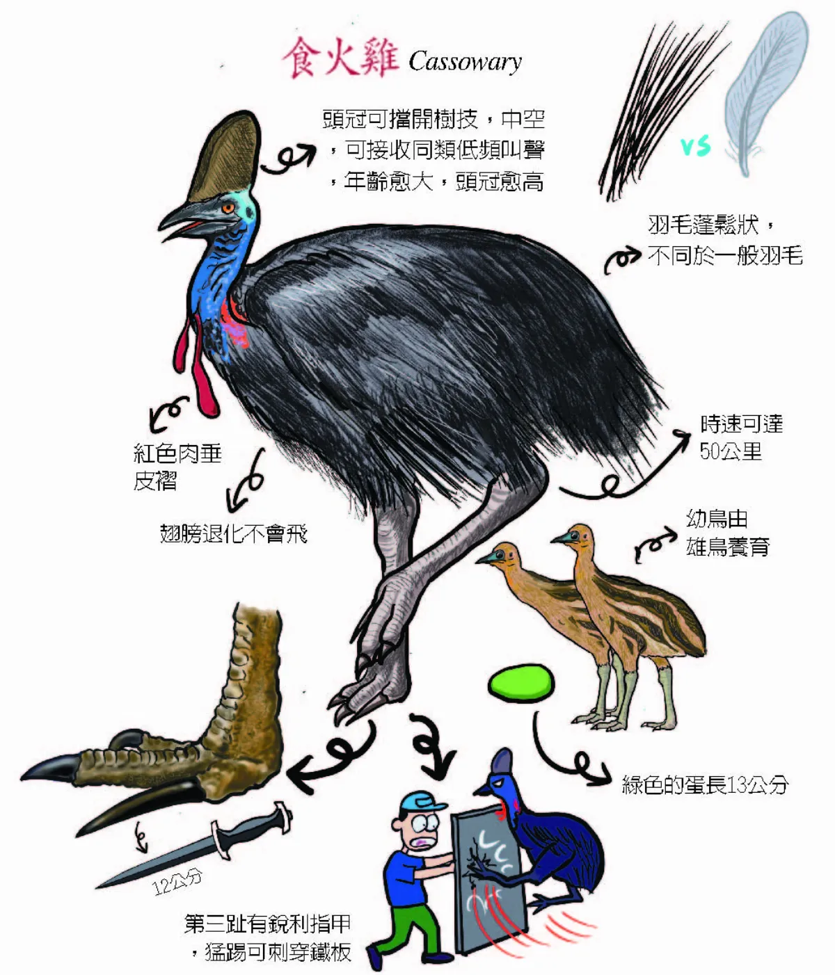 食火雞 世界最危險鳥類