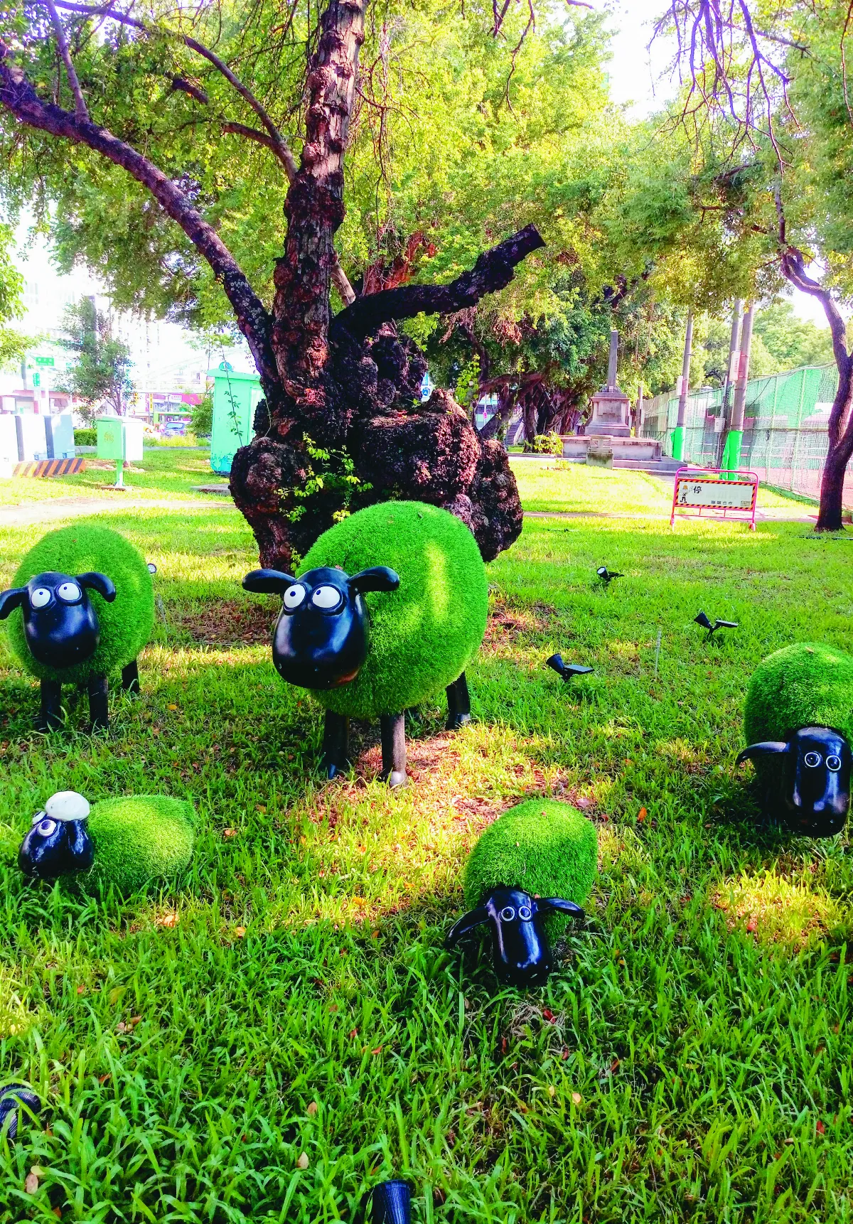 生活快門 綿羊換新裝