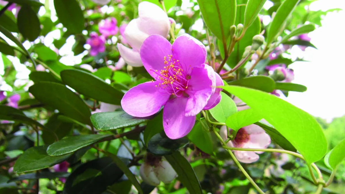 時光重逢 黃波斯菊的呼喚