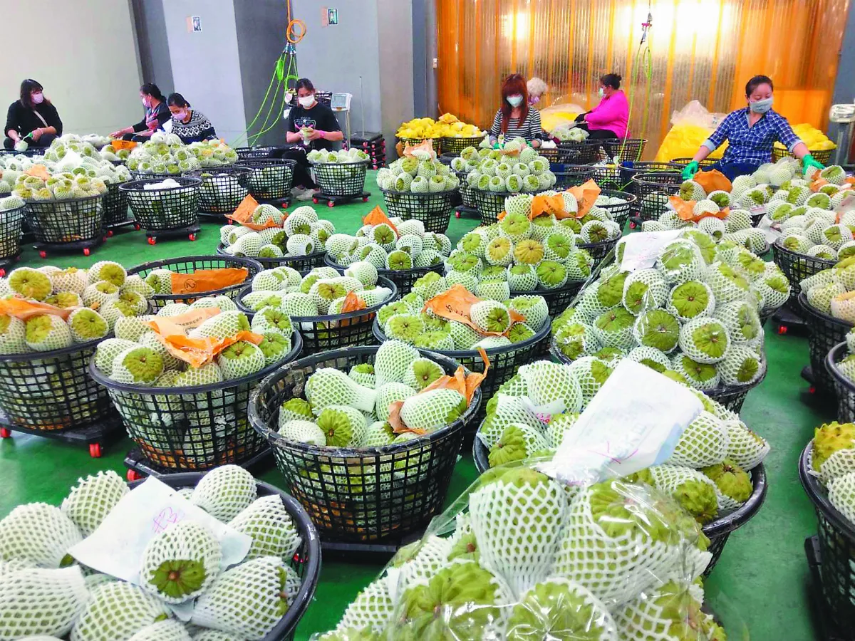 損失近20億 釋迦、蓮霧 大陸禁輸入
