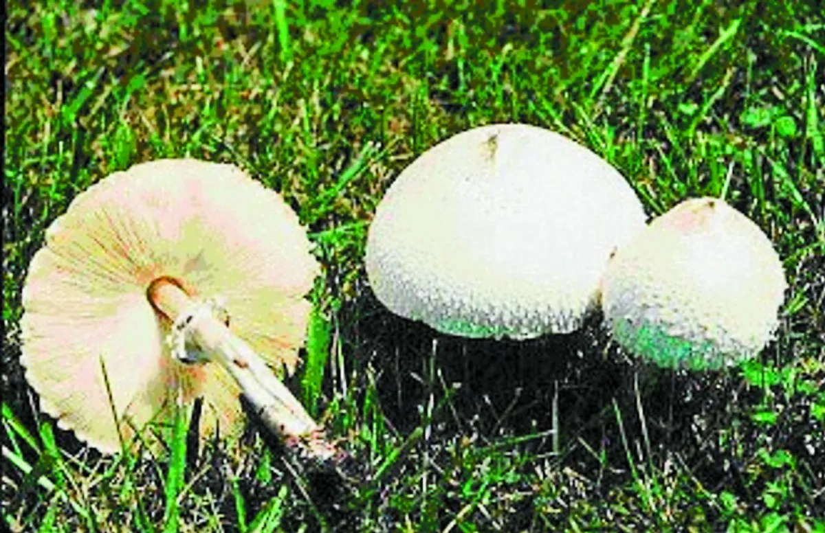 路邊野菇別亂摘食  小心中毒