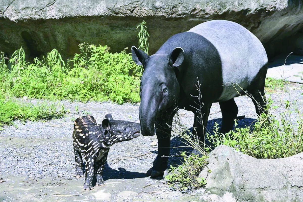 貘花豆見客  享受日光浴