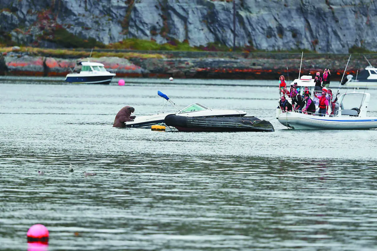 離歐消失3周  北極海象現身冰島