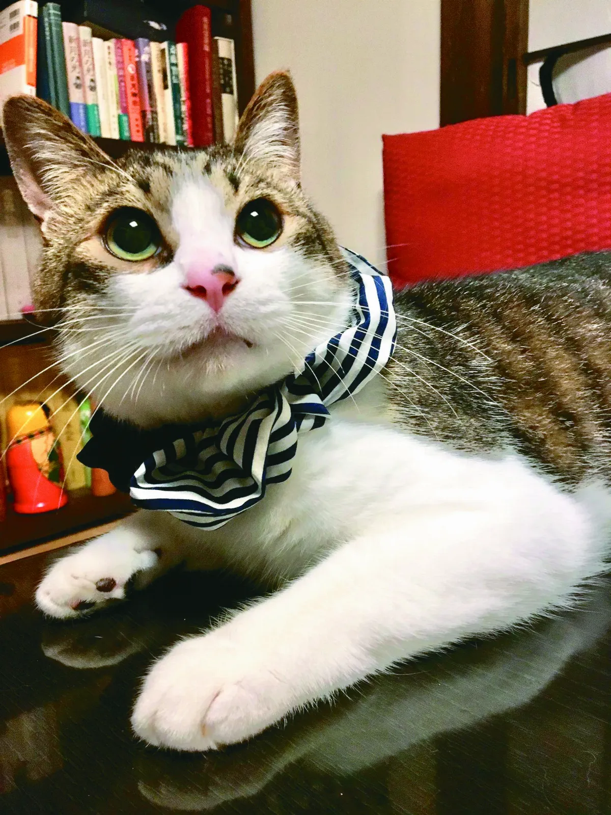 養貓不怕禿 掉毛做造型假髮