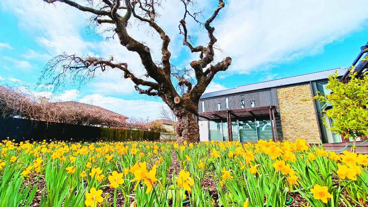 基督城疫情解封 花開見佛