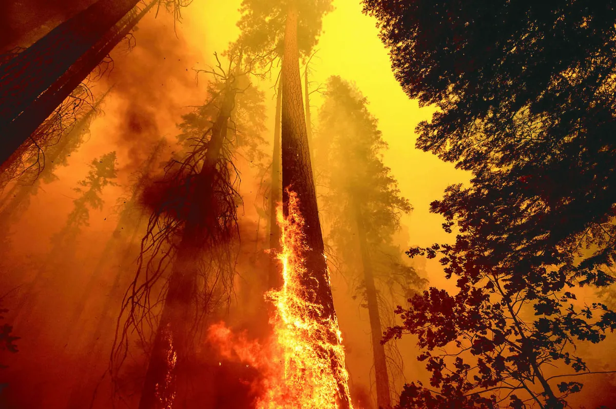 加州林木  10 年後恐燒盡 乾旱+野火頻傳