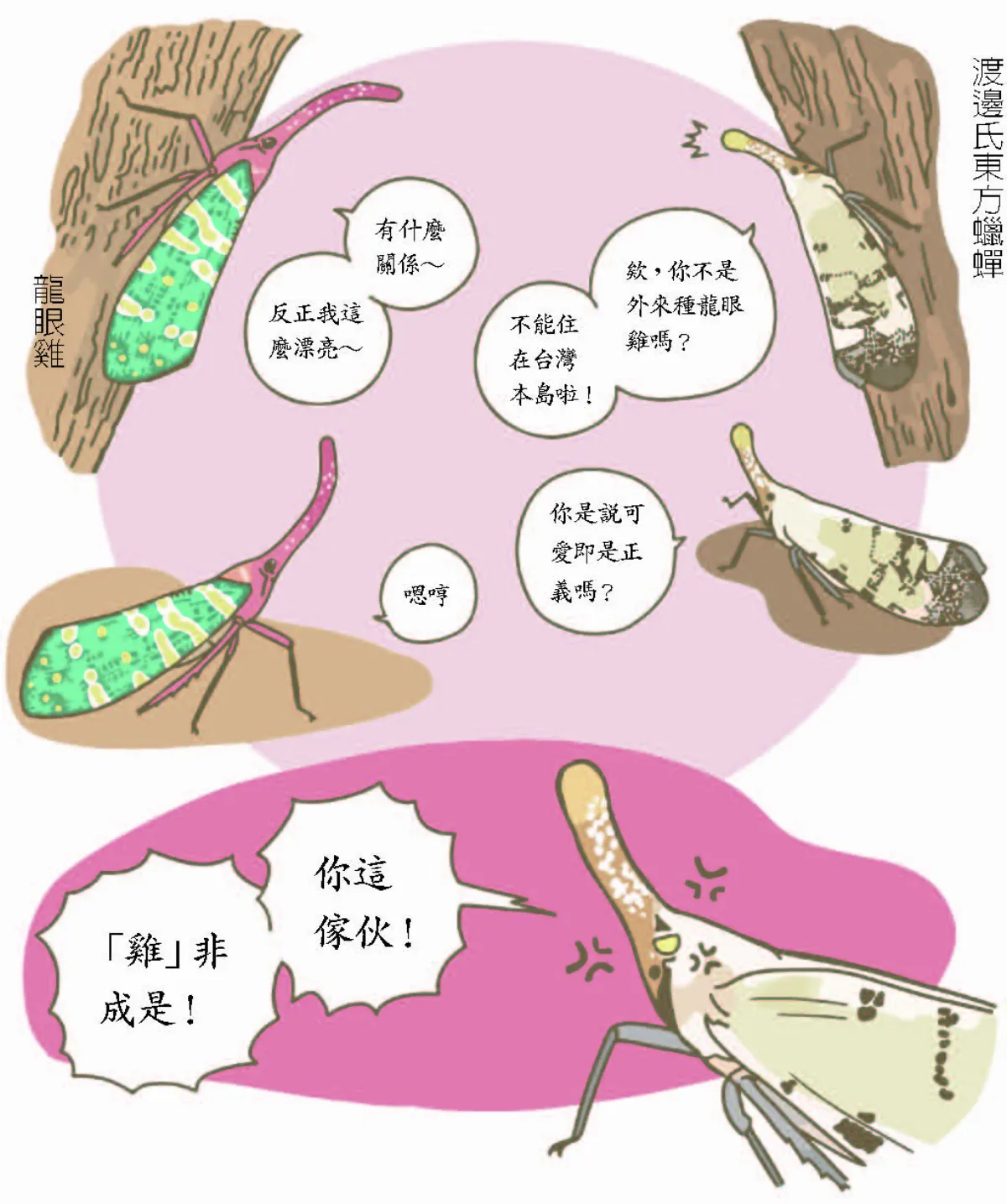 玉子手札 龍眼雞色彩斑斕的金門居民