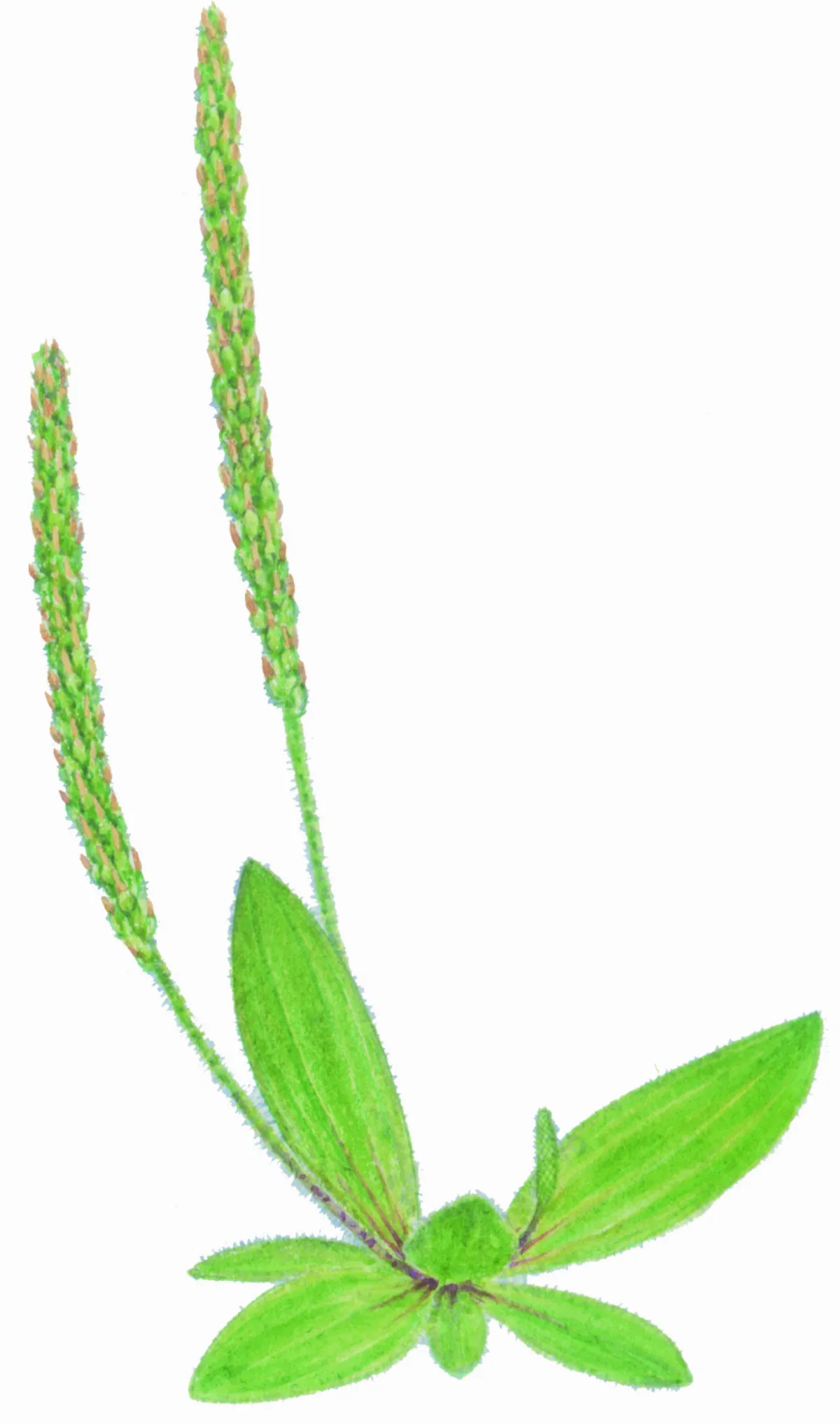 高手在民間 毛車前草