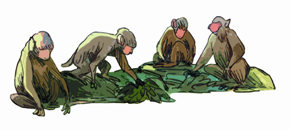 猿猴媽媽的生死智慧