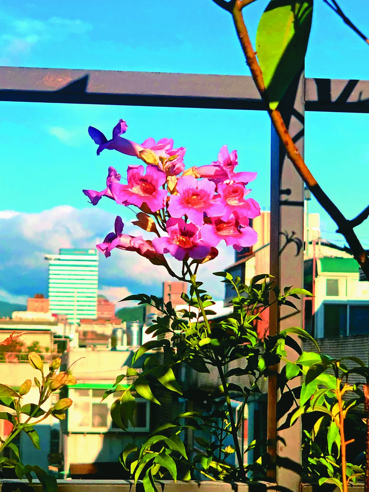 陽台花園 粉紅色凌霄花