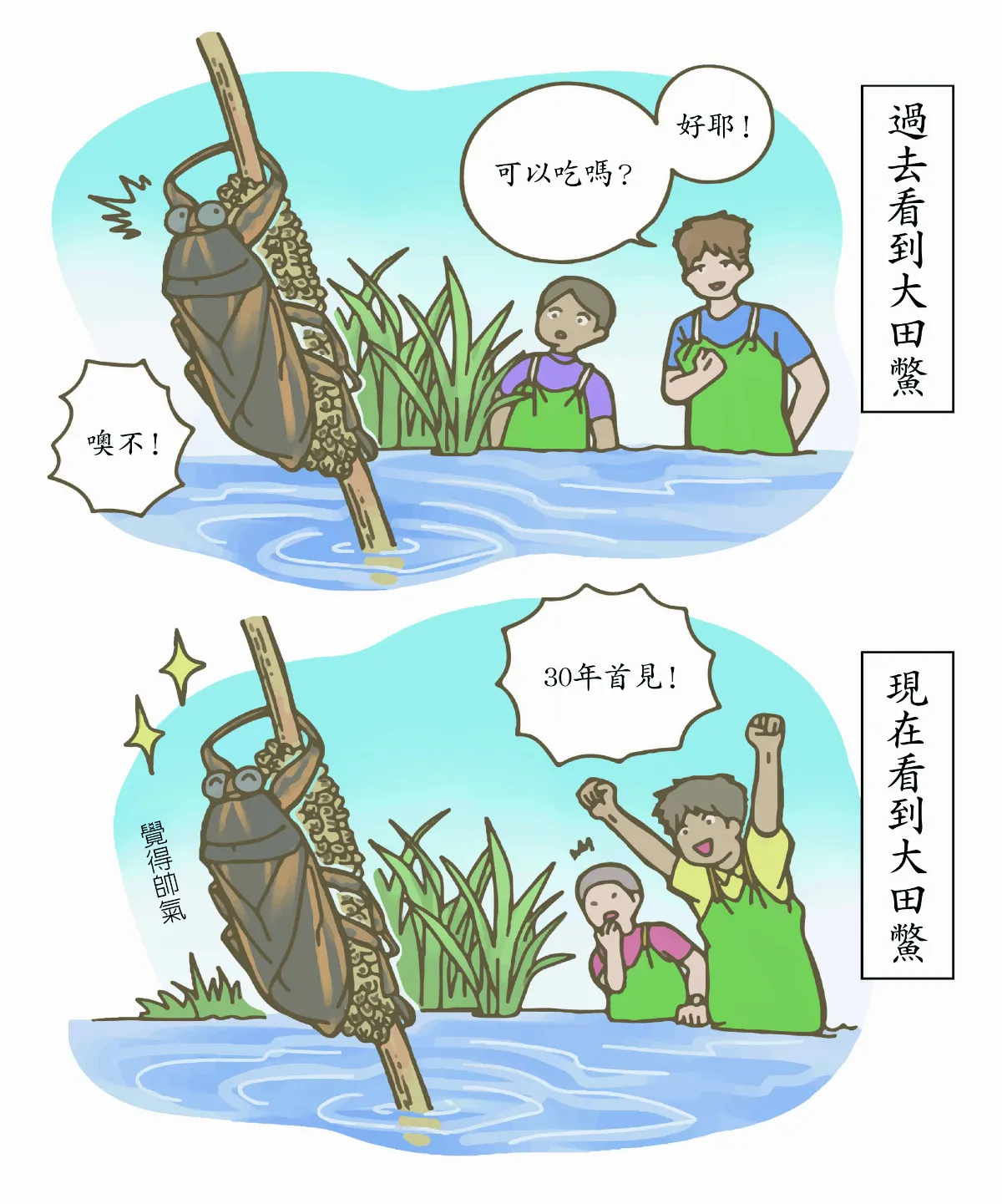 玉子手札 印度大田鱉 護卵心切的蟲爸爸