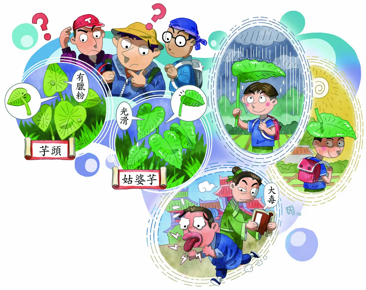 姑婆芋 似芋頭的有毒植物