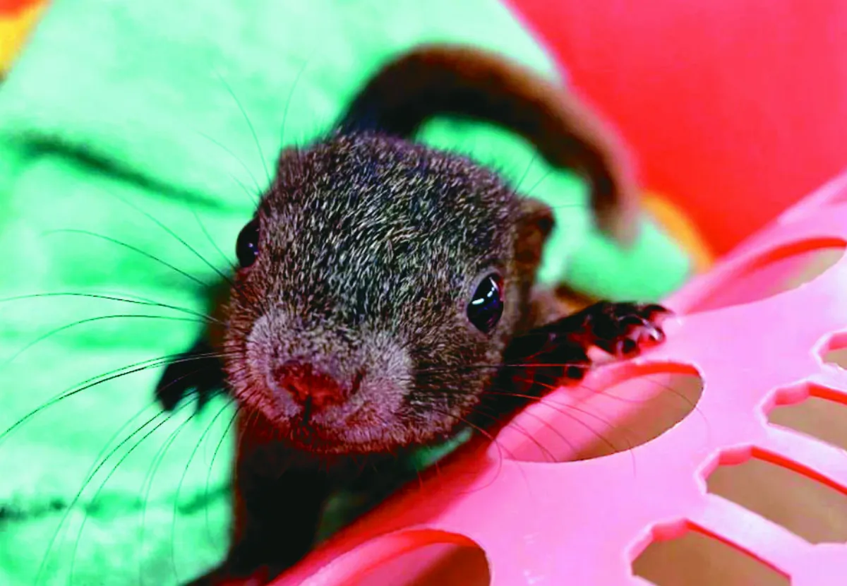 松鼠寶寶跌入校園  師生當保母