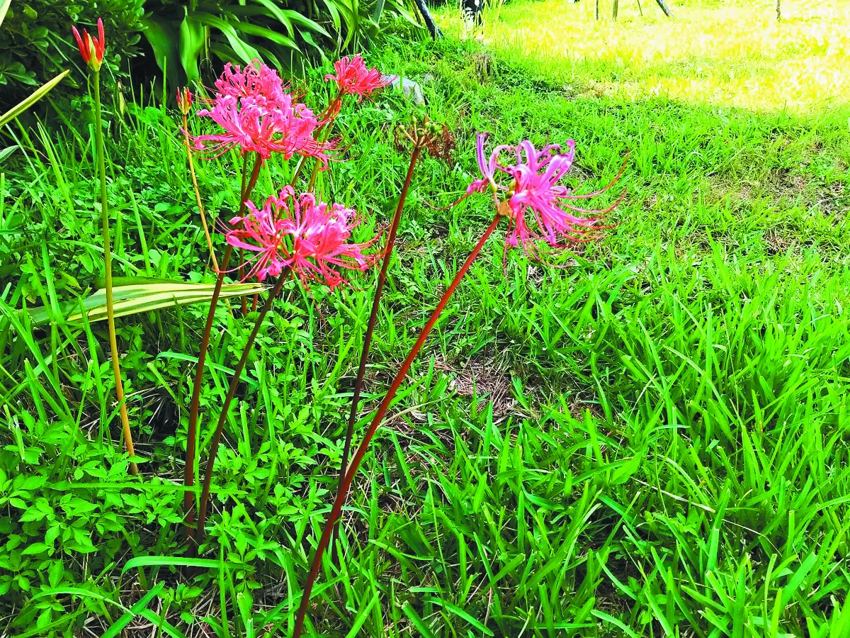 【文史瑣談】 國慶之花彼岸花