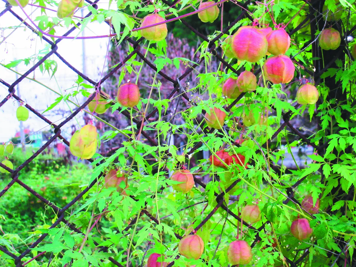 圍籬上的倒地鈴