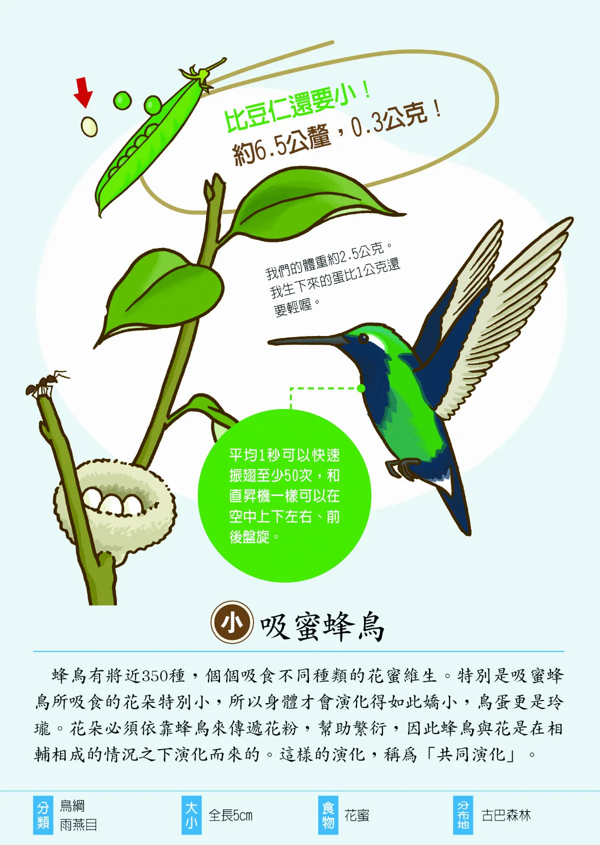 明明都是鳥 蛋的大小差太多